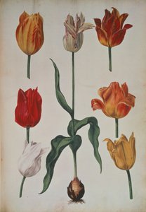 Tulipaner: fra Samling av blomster hentet fra naturen (Samling av blomster hentet fra naturen) c.1630